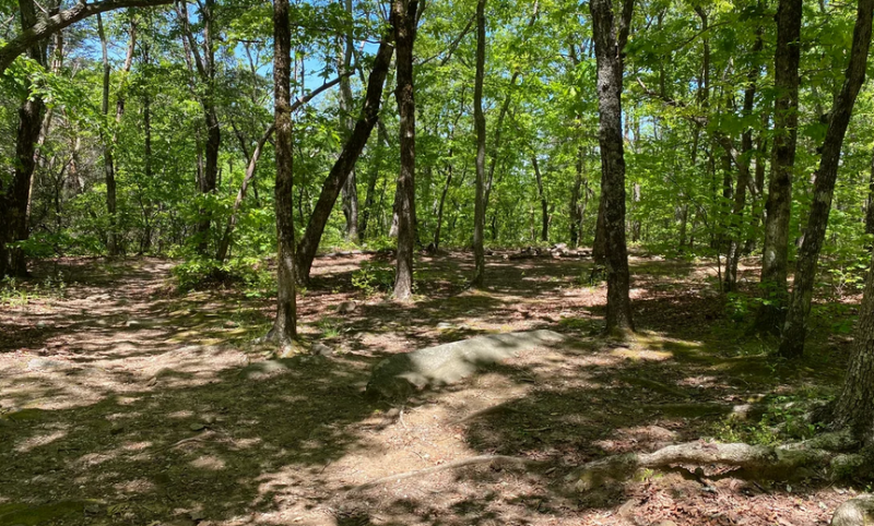 Exploring the Skyway Loop Trail - Exploring The Skyway Loop Trail In The Bankhead National Forest What You Need To Know 800x482 
