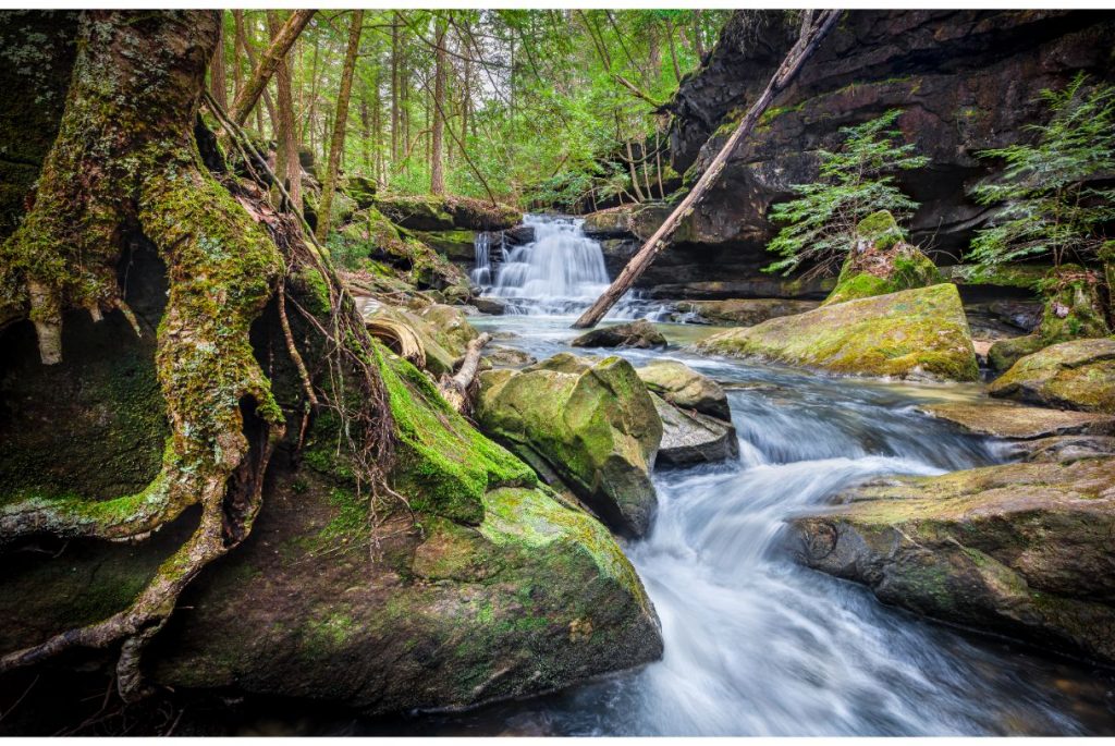 Bankhead National Forest Your Ultimate Guide to Visiting